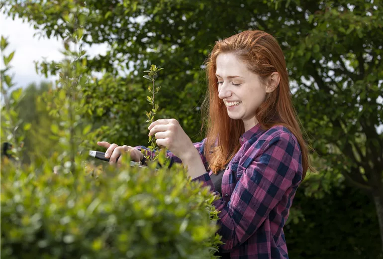 Hecke schneiden Hecke schneiden