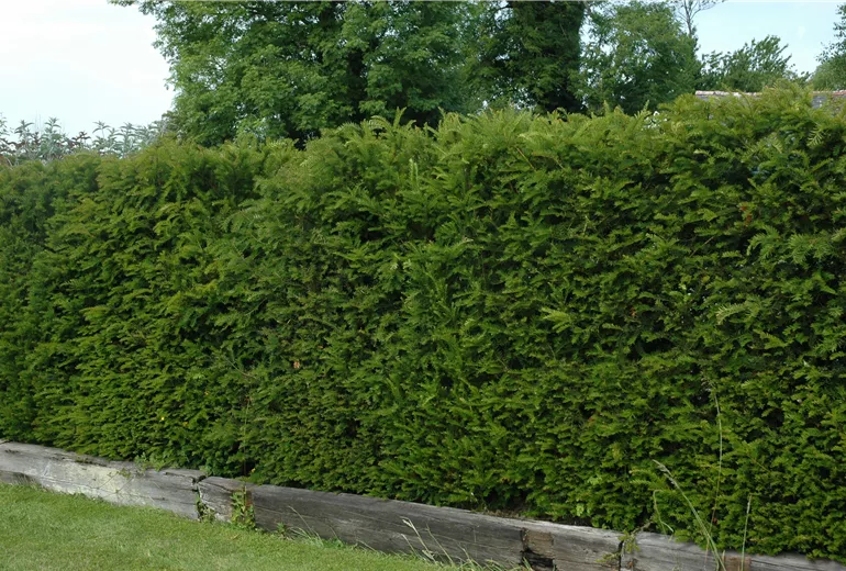 Koniferenhecke Koniferenhecke