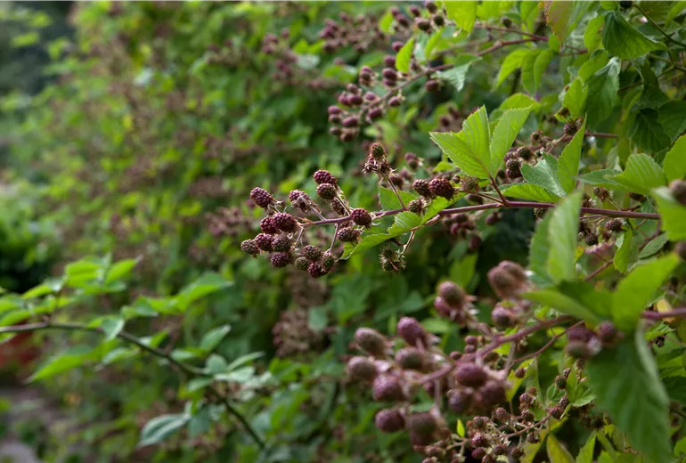 Rubus fruticosus Rubus fruticosus
