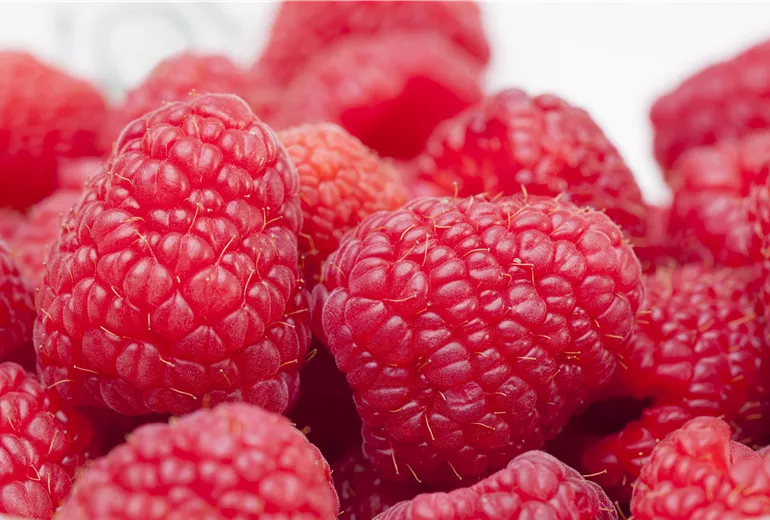 Rubus idaeus Rubus idaeus