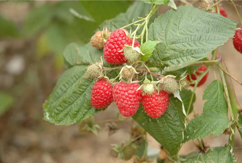 Rubus idaeus 'Pokusa'® Rubus idaeus 'Pokusa'®