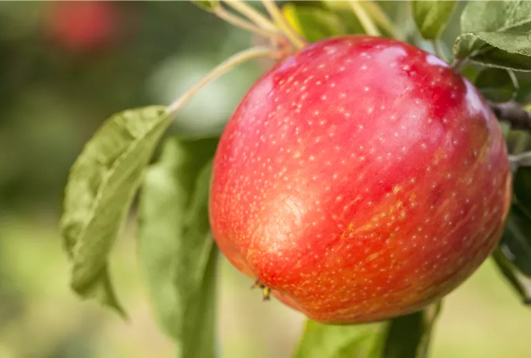 Malus domestica 'Honeycrisp' Malus domestica 'Honeycrisp'