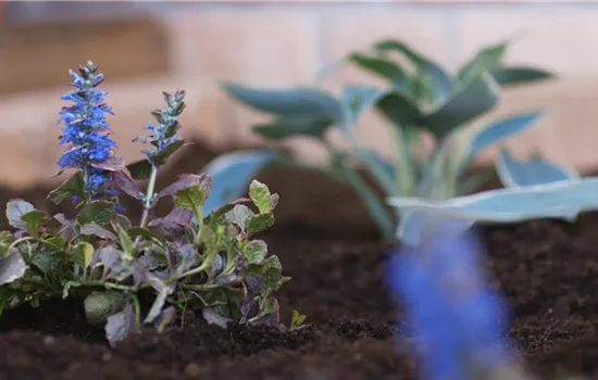 Kriechender Günsel - Einpflanzen im Garten