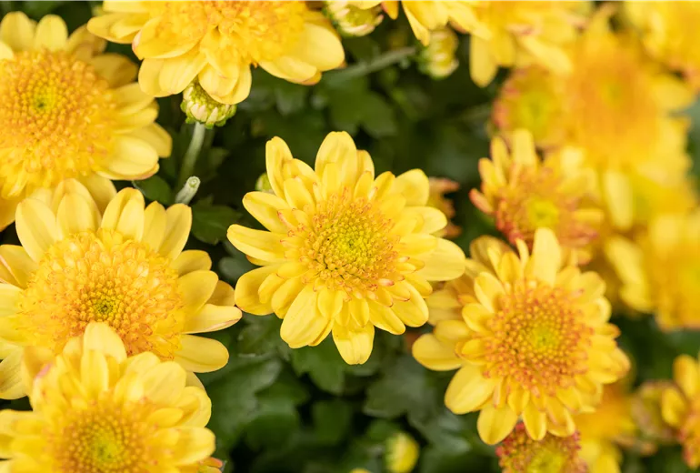 Chrysanthemum multiflora 'Amarena' Chrysanthemum multiflora 'Amarena'