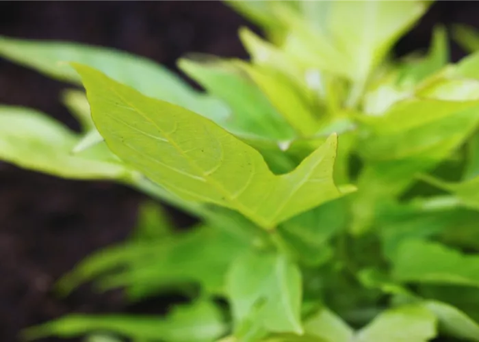Zier Süßkartoffel - Einpflanzen im Garten