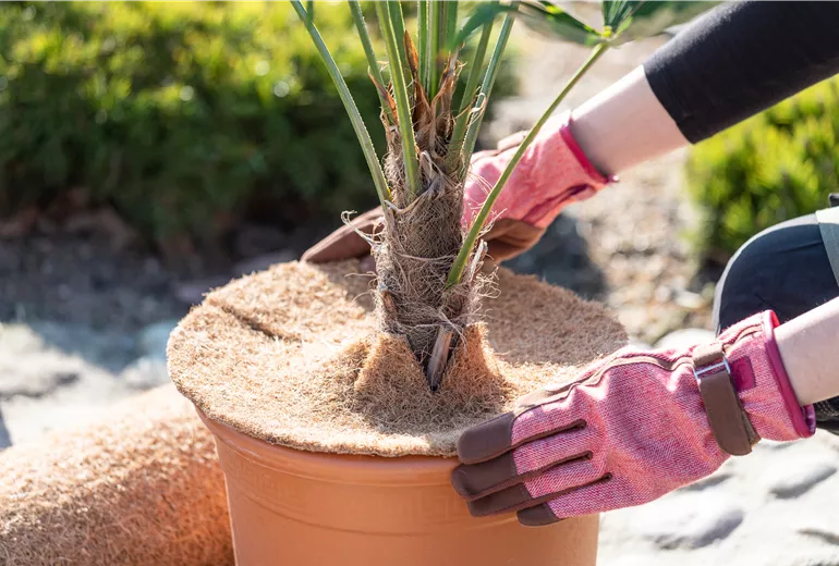 Überwinterung - Frau wickelt Kokosscheibe um eine Pflanze