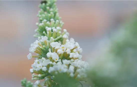 Sommerflieder - Einpflanzen im Garten