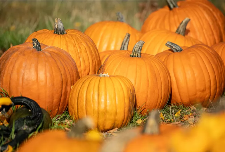 Kürbisse