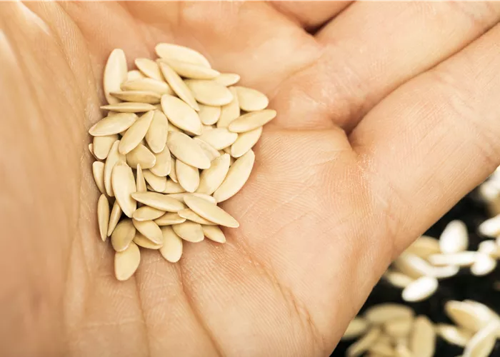 Sämereien auf ihre Haltbarkeit prüfen