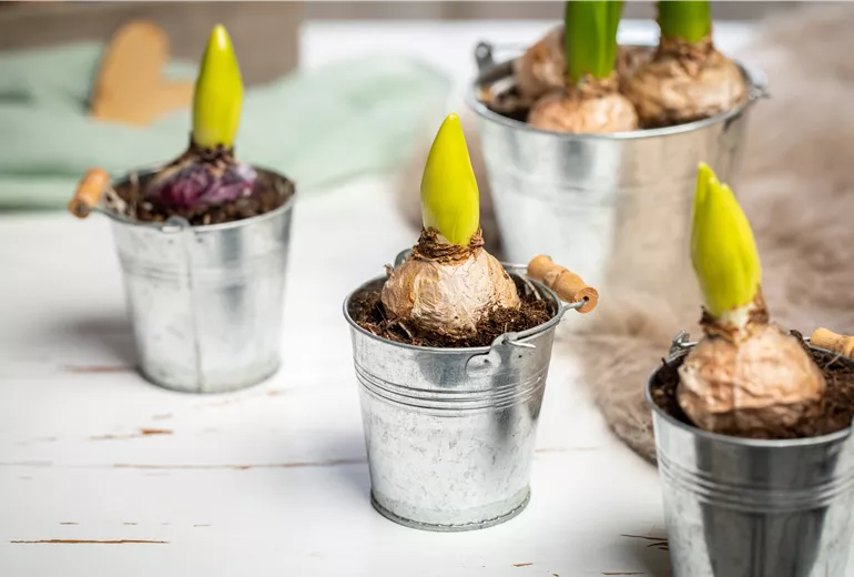 Frühblüher - Hyazinthen