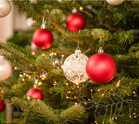 Die beliebtesten Pflanzen als Weihnachtsbaum