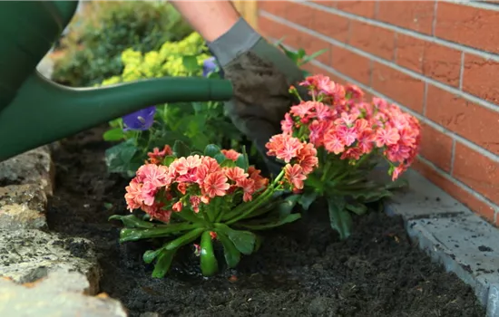 Gewöhnliche Bitterwurz - Einpflanzen im Garten