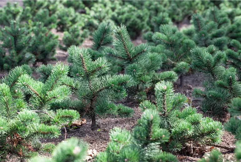 Koniferen-Jungpflanzen