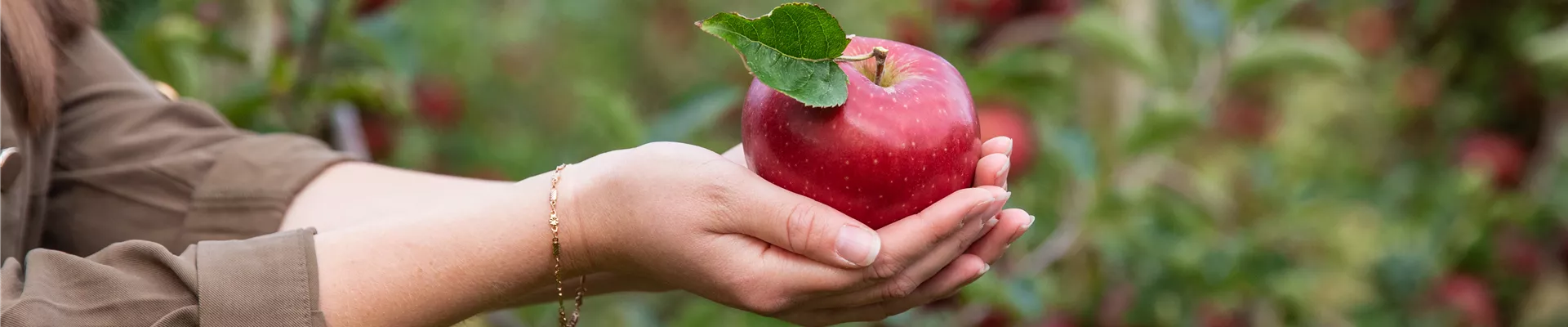 Apfelernte - Frau hält Apfel Apfelernte - Frau hält Apfel