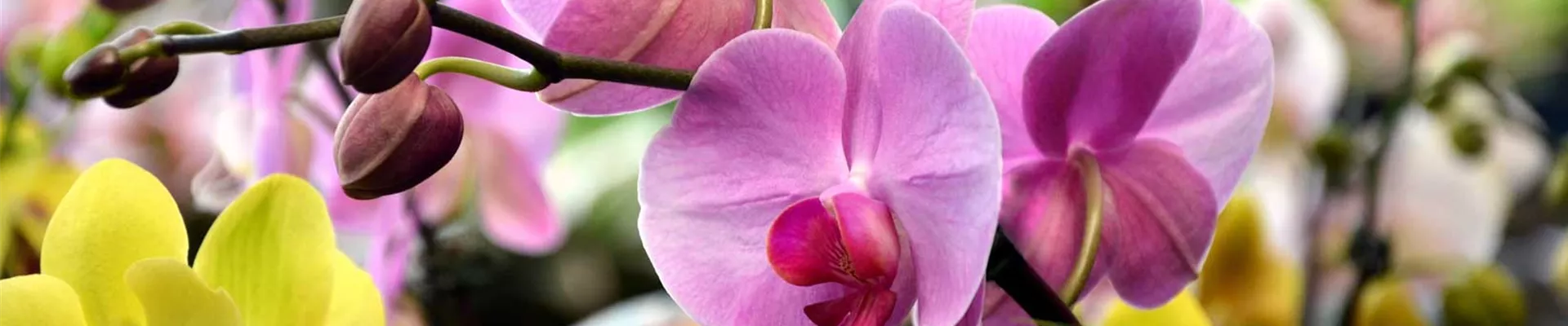 Zimmerpflanzen bei Schmitt & Steul