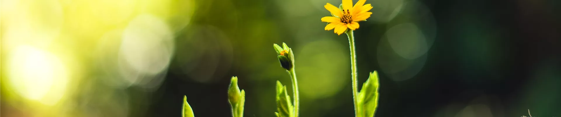 Wachstumsverlauf Blume Wachstumsverlauf Blume
