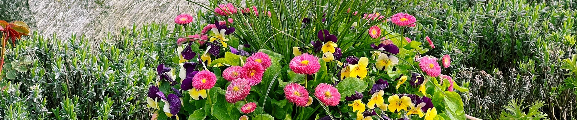 Friedhofsgärtnerei-Sommer-0-929-4032-864