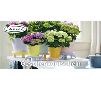 Geschenk-Gutschein Geschenk-Gutschein