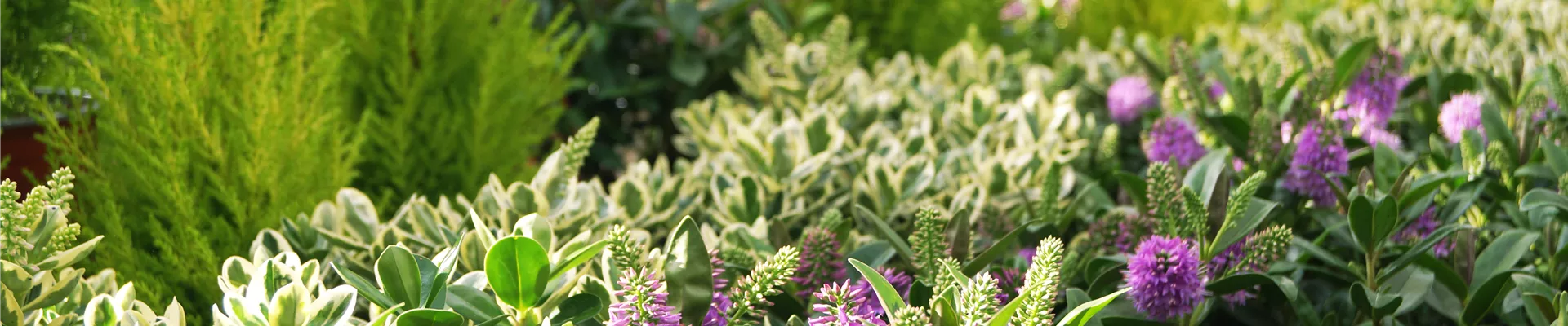 Gartenpflanzen-Impression-3