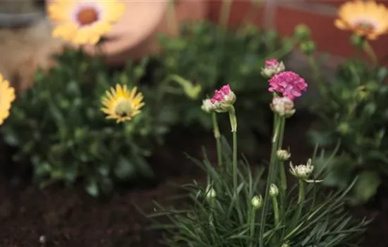 Strandgrasnelke - Einpflanzen im Garten
