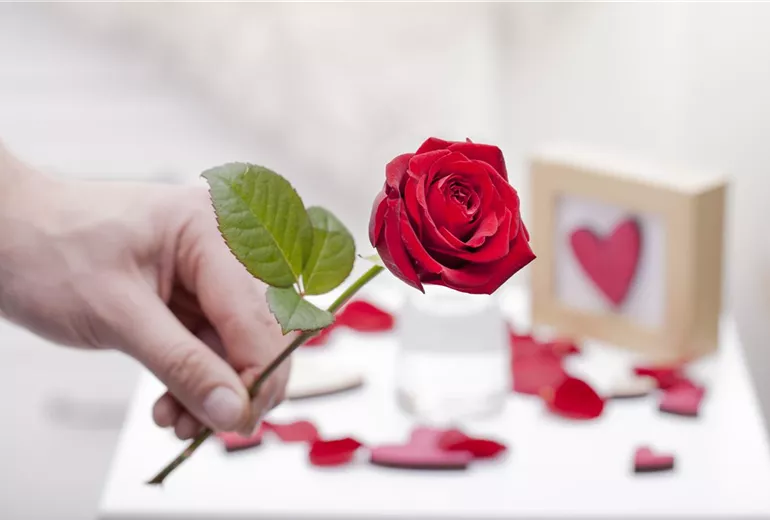 Rosa Rosa