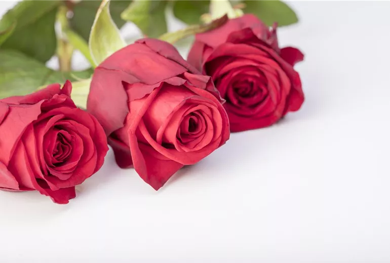 Rosa Rosa