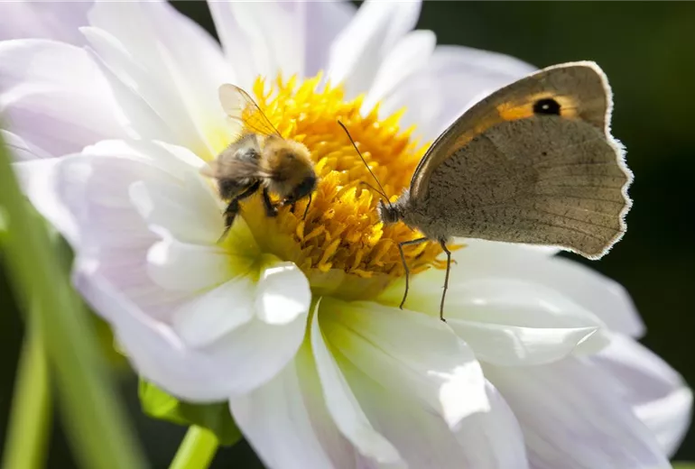 Insektenweide Insektenweide