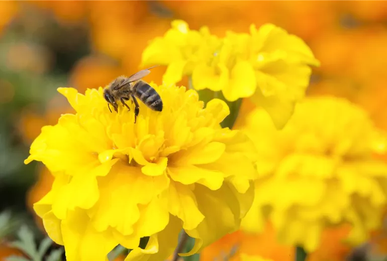 Tagetes patula Tagetes patula