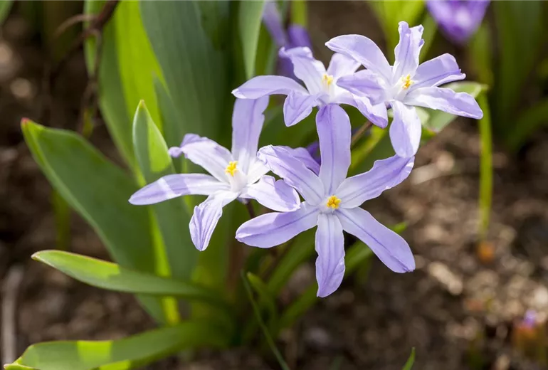 Scilla Scilla
