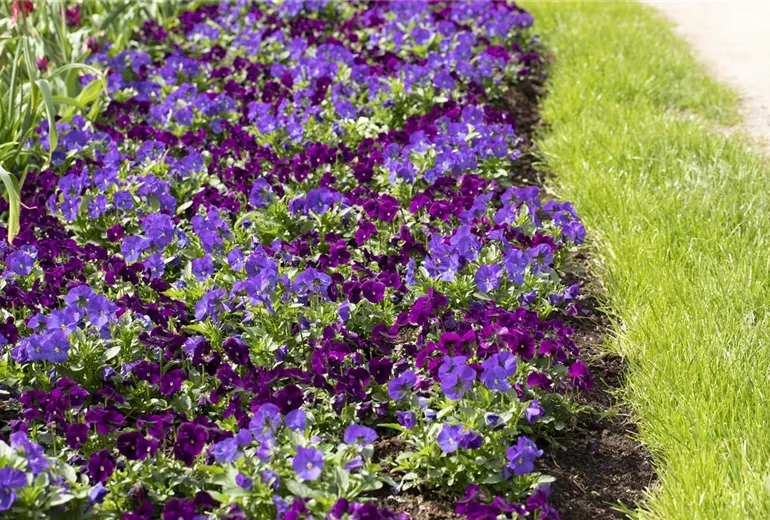 Viola cornuta