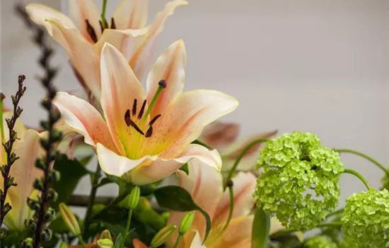 Zur richtigen Zeit am richtigen Ort - Lilien pflanzen Zur richtigen Zeit am richtigen Ort - Lilien pflanzen