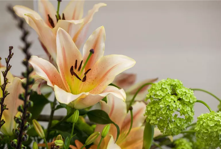 Lilium Lilium
