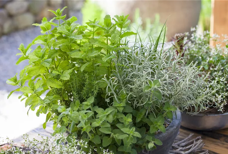 Mentha x piperita Mentha x piperita