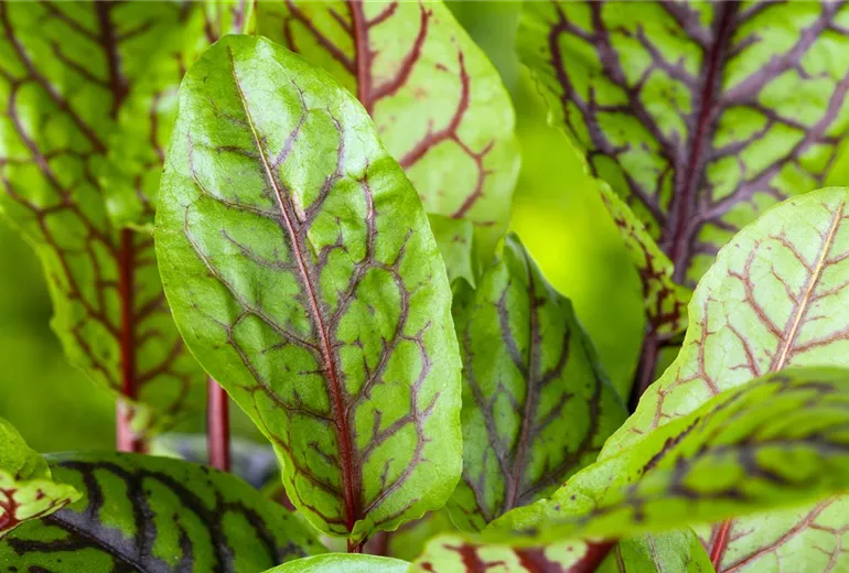 Rumex acetosa Rumex acetosa