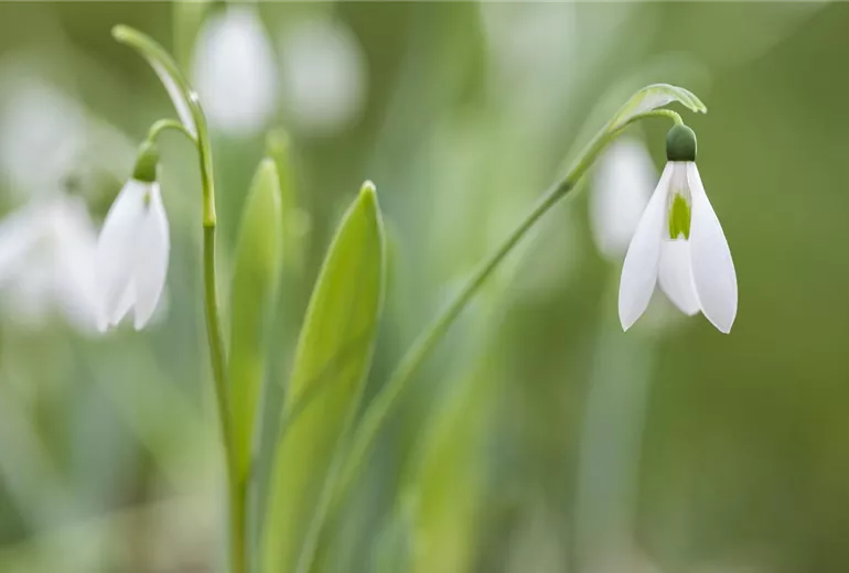 Galanthus nivalis Galanthus nivalis