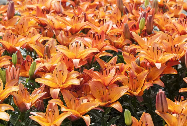 Lilium 'Abbeville Pride' Lilium 'Abbeville Pride'