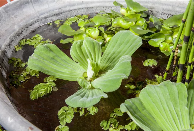 Pistia stratiotes