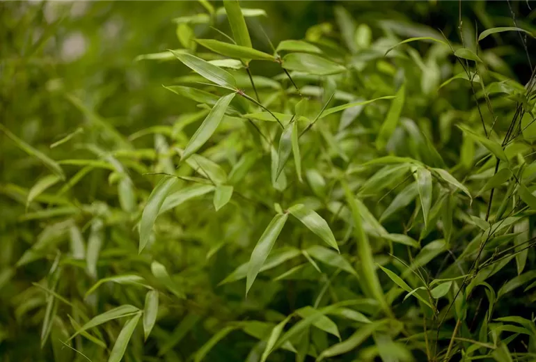 Phyllostachys aureosulcata Phyllostachys aureosulcata
