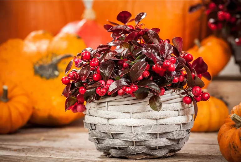 Gaultheria procumbens