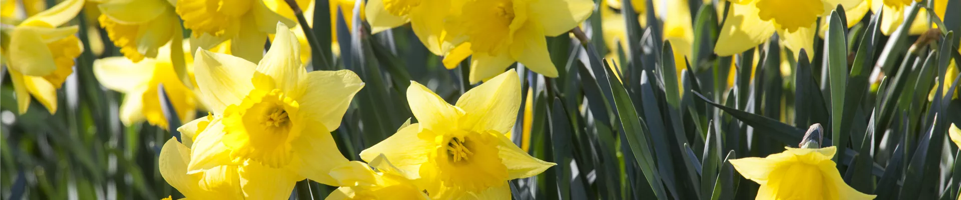 Narcissus Narcissus