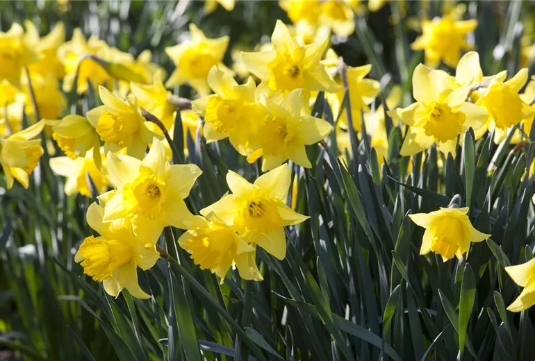 Narcissus Narcissus