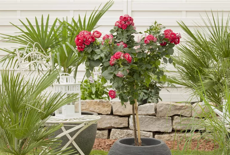 Rosa, Stamm Rosa, Stamm