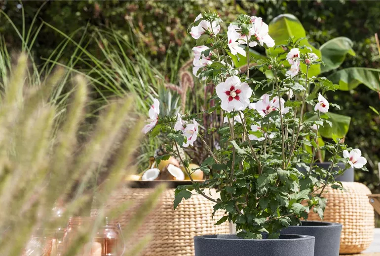 Hibiscus syriacus, weiß-rot Hibiscus syriacus, weiß-rot