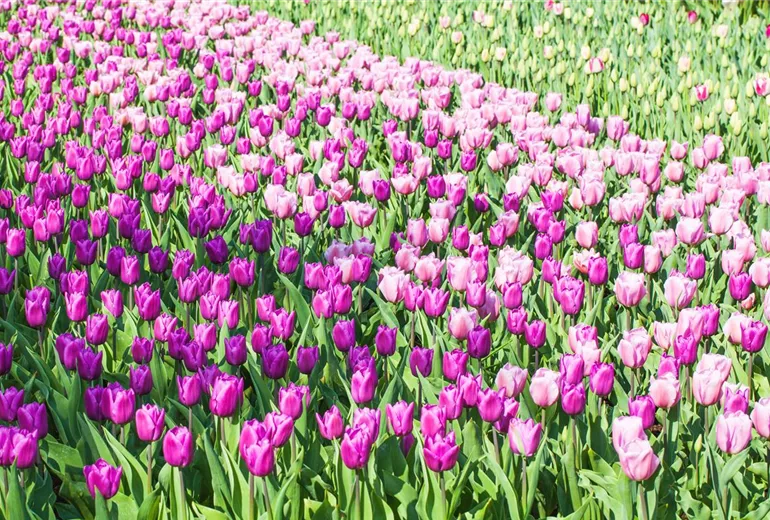 Tulipa Tulipa