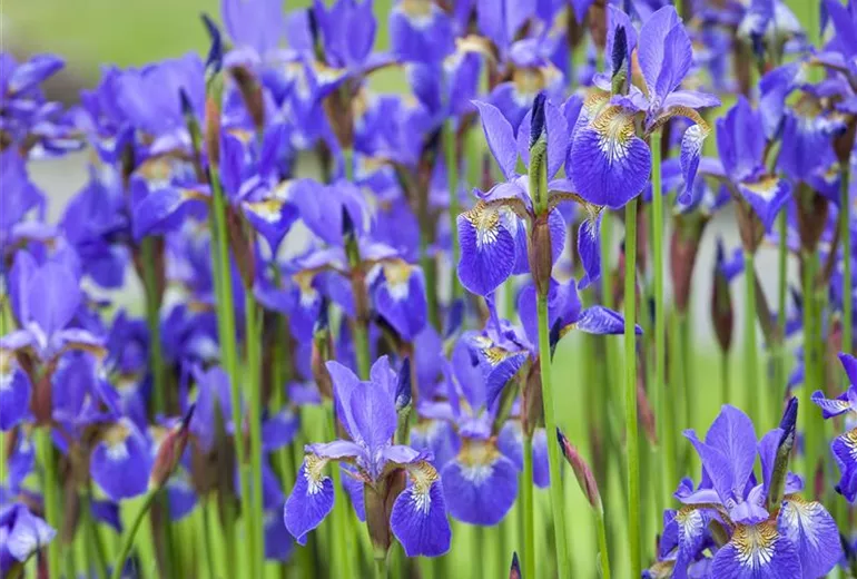 Iris Iris
