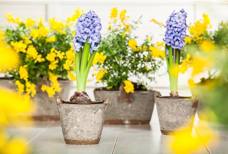 Hyacinthus orientalis Hyacinthus orientalis