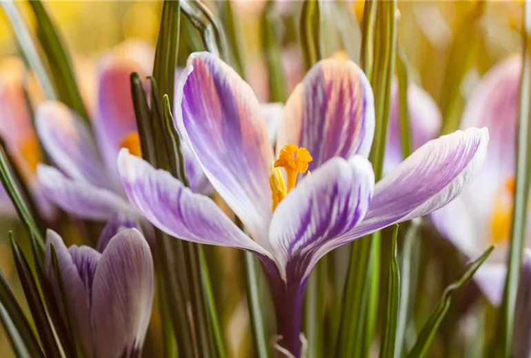 Crocus chrysanthus Crocus chrysanthus