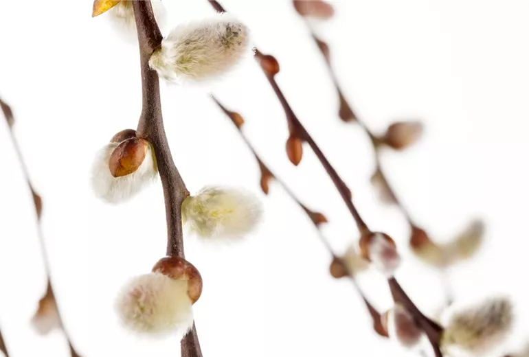 Salix caprea 'Pendula' Salix caprea 'Pendula'