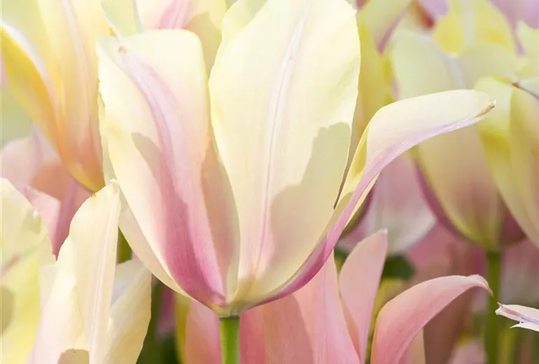 Tulipa Tulipa