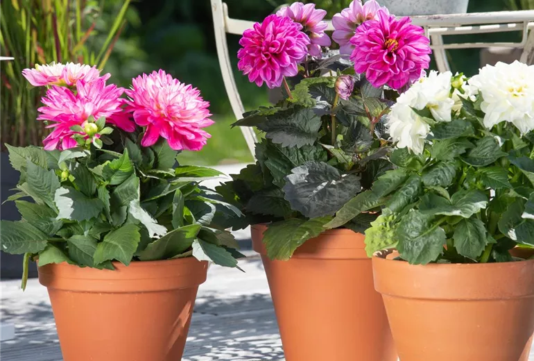 Dahlia Dahlia